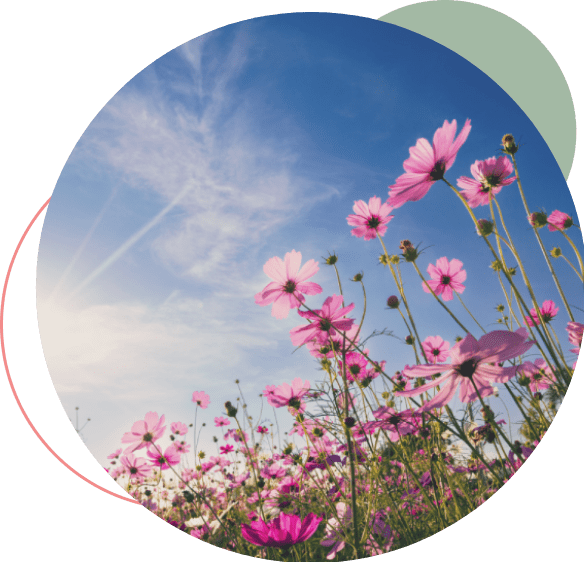 A field of pink flowers under a blue sky.