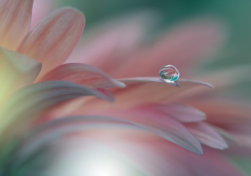 A water drop on the petals of a flower.