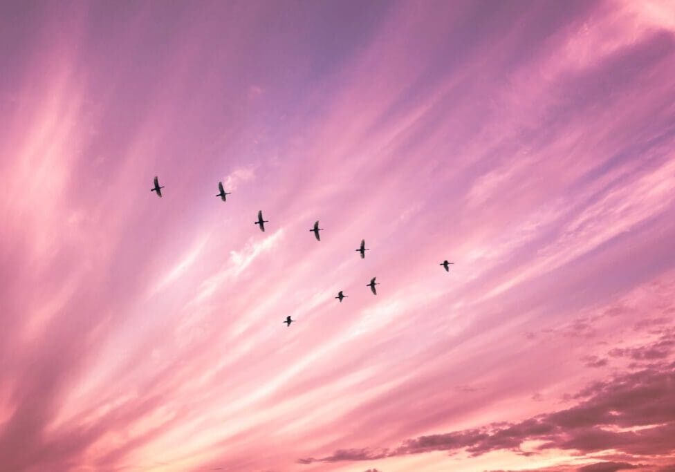 A group of planes flying in the sky at sunset.