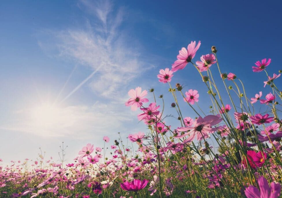 A field of pink flowers under the blue sky.