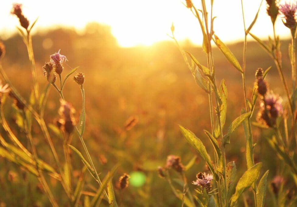 qtq80-RaAr1M A field of grass with the sun shining in it.